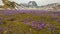 Fantastic view of Campo Imperatore with flowering of crocus vernus, Gran Sasso, Abruzzo