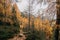 Fantastic view of a narrow rocky forest footpath surrounded by colorful dense autumn foliage