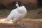 A fantastic white color peacock is nearing premises of a house at my place. This creature is a national bird of india