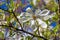 Fantastic white flowers of  blossoming  magnolia tree and  blue sky of  spring idyllic day