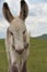 Fantastic White and Gray Burro Foal Up Close