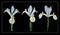 Fantastic white Irises on black