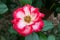 Fantastic white rose with red shades and raindrops