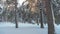 Fantastic winter landscape during sunset. winter pine the sun forest in the snow sunlight movement. frozen frost