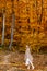 A fantastic woman walks through the autumn forest