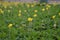 Fantastic Yellow Flowers Field