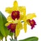 Fantastic yellow orchid with purple-red lip of genus Cattleya variety Blc. Alma Kee on white background. Home flowers