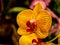 Fantastic yellow red orchid as close-up