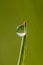 Fantastically beautiful Dewdrop on the green grass close-up. Macro