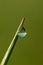 Fantastically beautiful Dewdrop on the green grass close-up. Macro