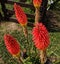 A fantastics african tropical flowers