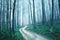 Fantasy blue green foggy forest road