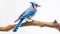 Fantasy Blue Jay: Lifelike Wood Sculptor Inspired Wildlife Photography
