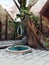 Fantasy courtyard with an old tree and a small pool