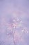 Fantasy Dandelion flower, nature vintage pastels background