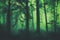 Fantasy dark green colored fairytale foggy forest