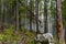 Fantasy fairytale forest with fog in autumn Slovakia