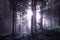 Fantasy foggy forest tree with sunlight