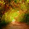 Fantasy forest in autumn colors with tunnel and path way
