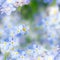 Fantasy Gentle Spring Background / Blue Flowers Defocused