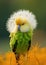 Fantasy green parrot with a dandelion on its head. Illustration. AI technology
