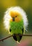 Fantasy green and yellow parrot with a dandelion on its head. Illustration.