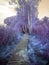 Fantasy Lanscape With Coloured Trees Woods Leafs Nature Grass Magic Path