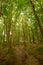 Fantasy pathway in the fairy daylight Briukhovychi forest