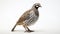 Fantasy Quail Bird: Wildlife Photography With Bold Patterns