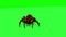 Fantasy spider is coming, stands, looks around and runs away