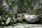 A fantasy stone garden with plants and rocks