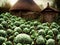 Fantasy vegetable garden with cabbage plantation