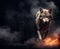 Fantasy wolf - fire, flames, ashes, smoke, embers, mist, fog - brown fur color - horizontal banner copy text space