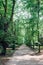 Fanzolo Treviso, Italy - Park of Villa Emo, tree-lined path