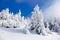 Far away in the high mountains covered with white snow stand few green trees in the magical snowflakes.