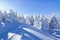 Far away in the high mountains covered with white snow stand few green trees in the magical snowflakes among fields on a winter.