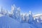 Far away in the high mountains covered with white snow stand few green trees in the magical snowflakes among fields on a winter.