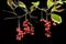 Far-Eastern berries Schisandra chinensis 1