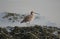 Far Eastern curlew perched on plants