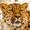 The far eastern leopard, also called the amur leopard, is the rarest cat in the far eastern region.