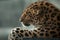 Far eastern leopard portrait closeup