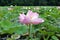 Far Eastern lotus Komarova with light pink petals on the background of the lotuses lake, green leaves and drops of water