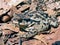 Far-eastern Toad (Bufo gargarizans) 2