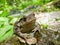 Far-eastern Toad (Bufo gargarizans) 7