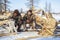 Far north of Yamal, tundra, pasture nord reindeers, family of reindeer herders of the north, father with two sons and a dog