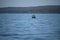 Far shot fishing boat on the water with shoreline in the horizon