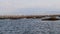 Far view of flamingos walking in shallow water at their natural breeding zone in Mavisehir, Izmir