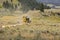 Far west horse carriage in Lamar Valley in Yellowstone National Park on summer