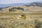 Far west horse carriage in Lamar Valley in Yellowstone National Park on summer