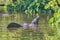 Faraday Waves Over A Male Alligator`s Back